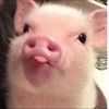 piggy1111